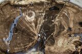 Petrified Wood (Schinoxylon) Round - Blue Forest, Wyoming #377566-1